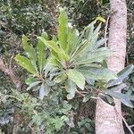 Rauvolfia caffra Leaf