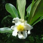 Gordonia fruticosa 花