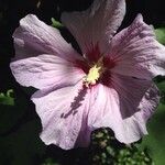 Hibiscus syriacusІнше