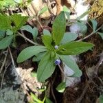 Myosotis sparsiflora Deilen