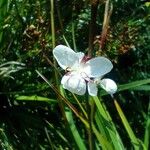 Libertia chilensisFlower