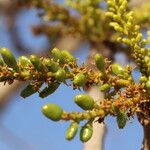 Lannea asymmetrica Fruit