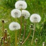 Taraxacum rubicundum Mbuma