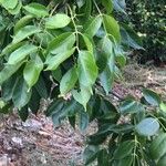 Trichilia glabraΦύλλο