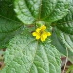 Synedrella nodiflora Blatt