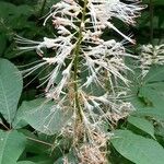 Aesculus parviflora Virág