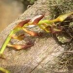 Bulbophyllum alinae Flower