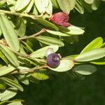 Cavendishia capitulata Fruit