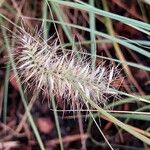 Cenchrus setaceus Fruit