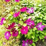 Clematis viticella花