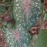 Caladium bicolorΦύλλο