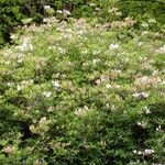 Rhododendron atlanticum Hábito
