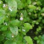 Rostellularia procumbens Flor