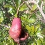 Punica granatumFruit