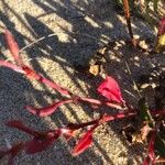 Rumex bucephalophorus Blad