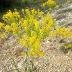 Isatis tinctoria Fleur