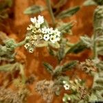 Heliotropium ramosissimum Λουλούδι