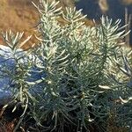 Helichrysum italicum Habitus