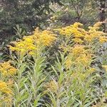 Solidago giganteaFlors