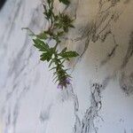 Verbena bracteata Blüte