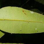 Calophyllum brasiliense Feuille