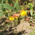 Cajanus cajan Flower