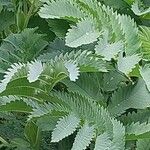 Melianthus major Blatt