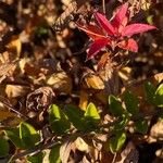 Spiraea cantoniensis Blatt