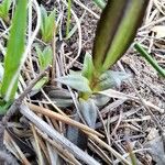 Gentiana sierrae Leaf