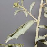 Atriplex suberecta Sonstige