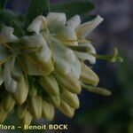 Campanula petraea 果実
