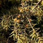 Juniperus oxycedrus Meyve