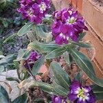 Matthiola incana Flower