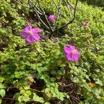 Heterotis rotundifolia Fleur