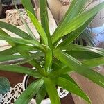 Yucca gigantea Leaf