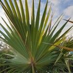 Latania lontaroides Blad