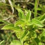 Acalypha crenata Lapas