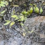 Potamogeton polygonifolius Leaf