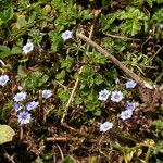 Gentiana pedicellata 整株植物