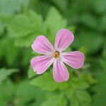 Geranium robertianum Kwiat