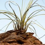 Tillandsia junceaHoja