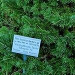 Abies lasiocarpa Mosusu