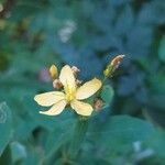 Hypericum hirsutum Квітка