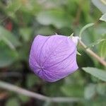 Platycodon grandiflorus Blomst