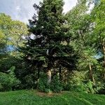 Abies nordmanniana Хабит