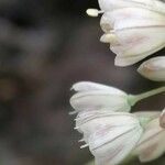 Allium paniculatum Virág