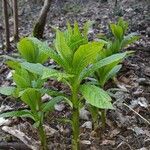 Scopolia carniolica Leaf