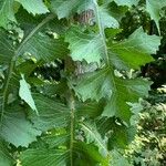 Lactuca biennis Foglia