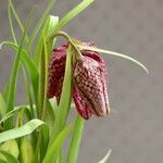 Fritillaria meleagris 花