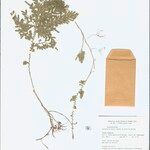 Selaginella parkeri Hoja